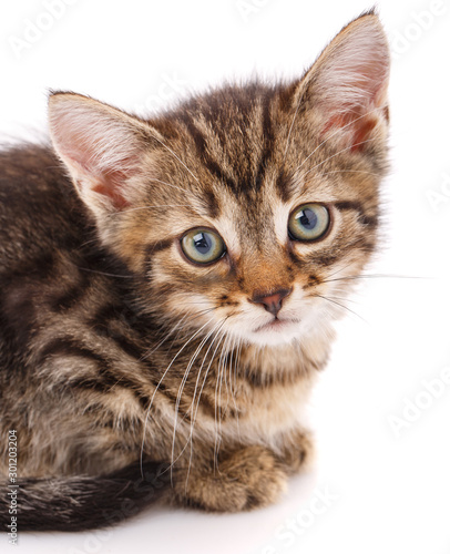 Portrait of simple cat, closeup, on white background