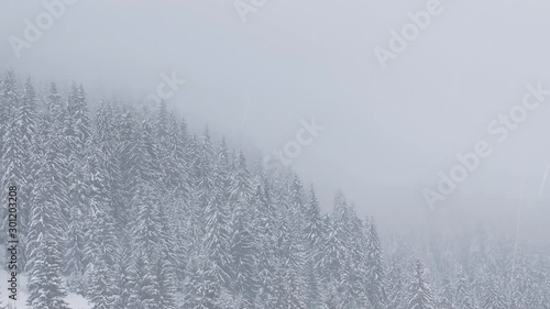 Snow fall, winter landscape with snowy trees and snow