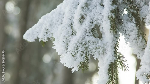 Snowing in winter season, tree branch covered with snow 