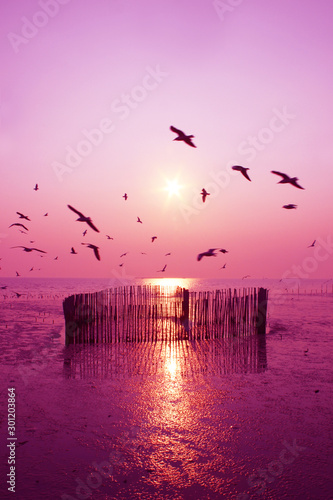 Beautiful nature landscape sunset and seagull birds on the beach.