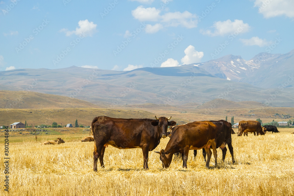 Cows in the mountains of the Caucasus