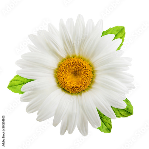 Chamomile or camomile flowers with mint leaves isolated on white background photo