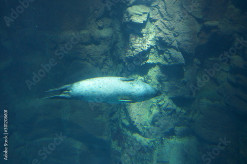 Seal swimming in aquarium pool