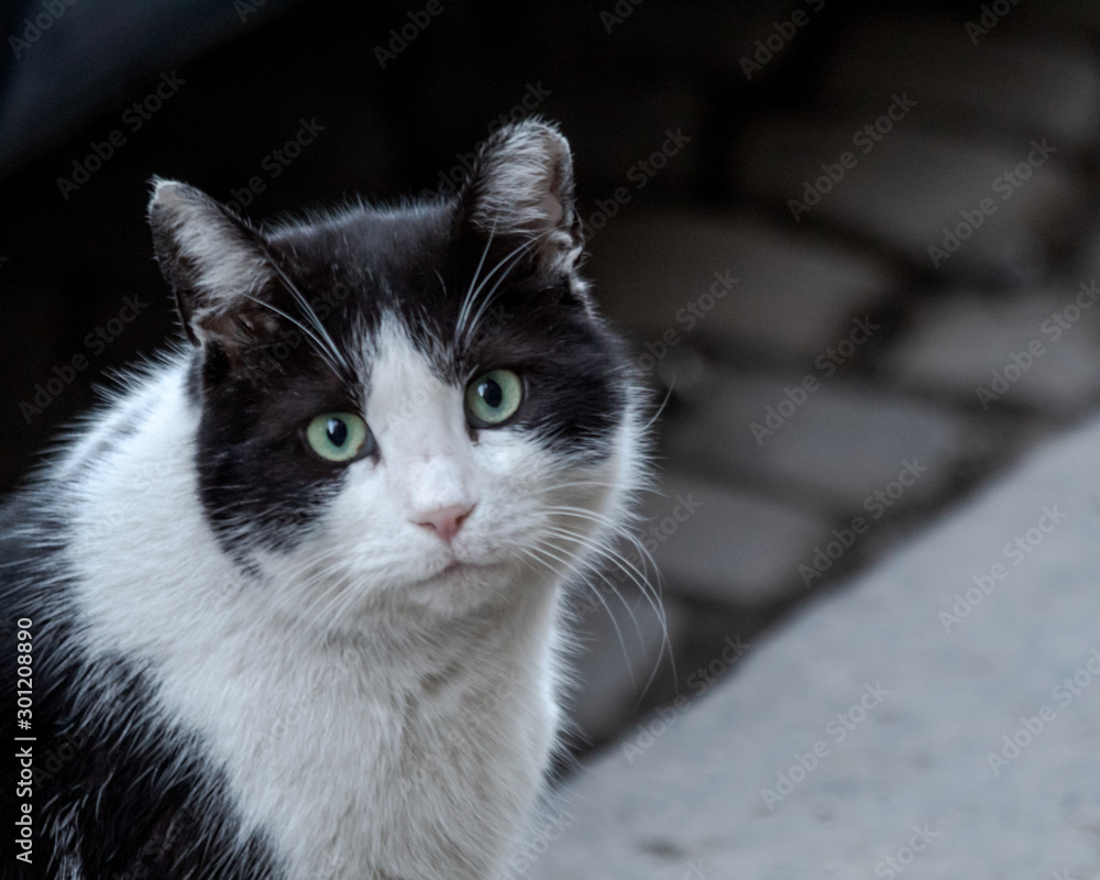 black and white street cat looking into the camera
