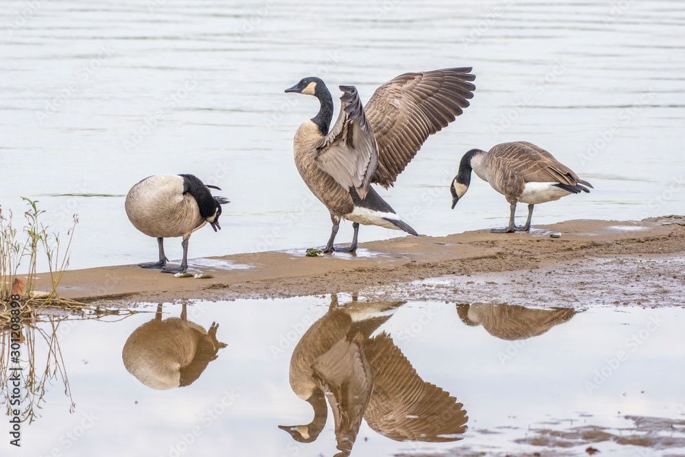 Canada geese at the Tidal Basin in Washington DC. Stock Photo | Adobe Stock