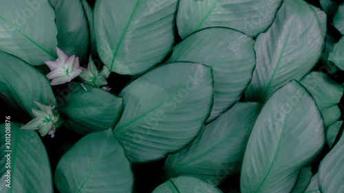 Wallpaper Mural Creative tropical flower and green leaves layout. Concept : Green leaves pattern background / Nature spring. Selective focus. Torontodigital.ca