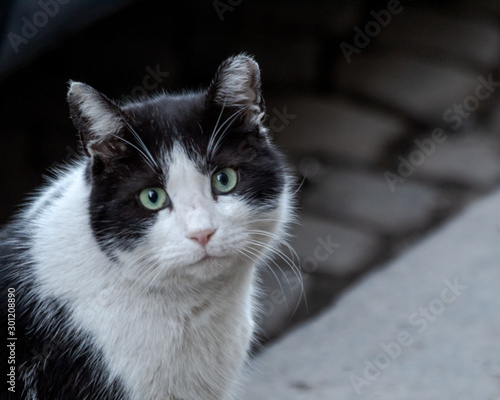 black and white street cat looking into the camera