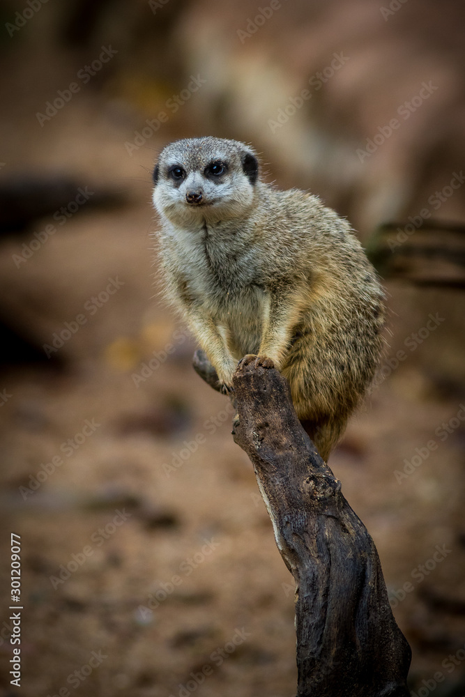Suricata in zoological garden