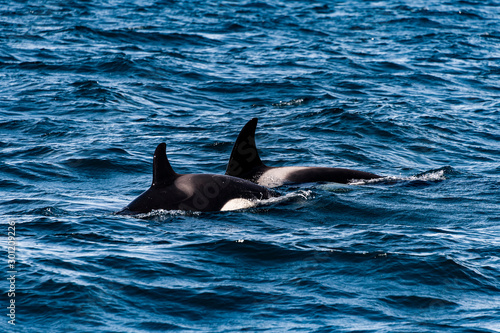 Orcas Island Walbeobachtung Whale Watching Meeress  uger Wale Killerwalle Raubtiere Atlantik Olafsvik Sn  fellsnes Erlebnis nah Zusammenhalt Familie Mutter Kind Faszination Freiheit