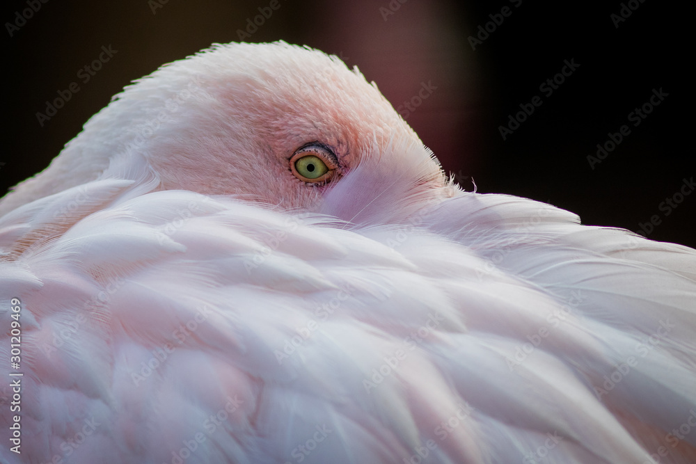 Flamingo hiding its head under the wing