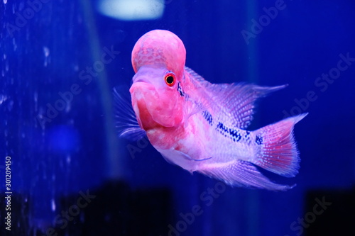 Cichlid fish in the aquraium photo