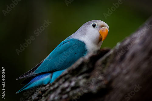 Obraz na płótnie Colored parrot sitting on a branch w salonie