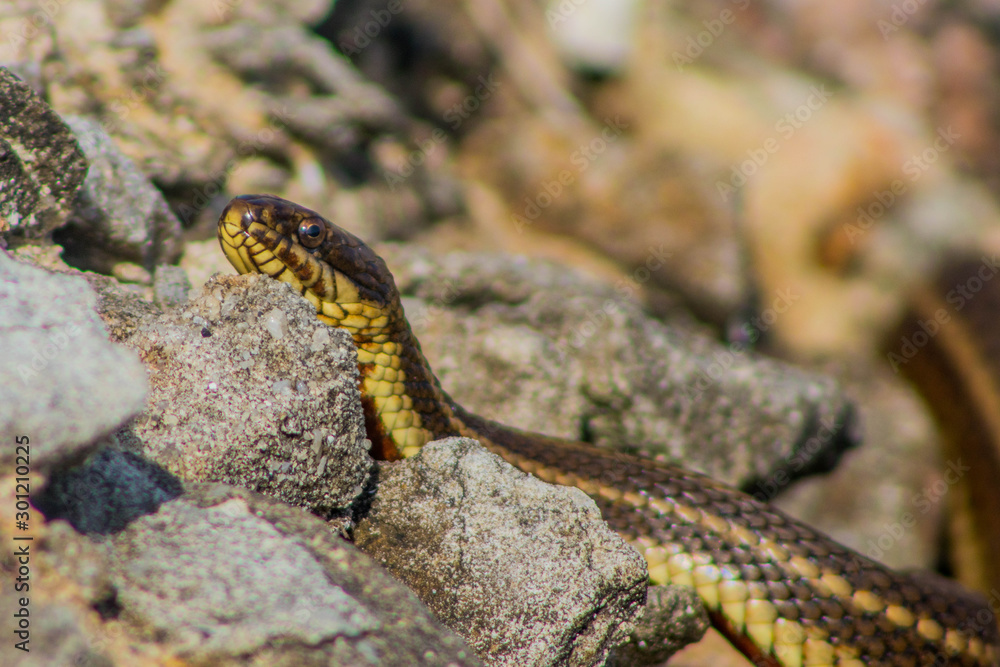 Garter snake hunting fish