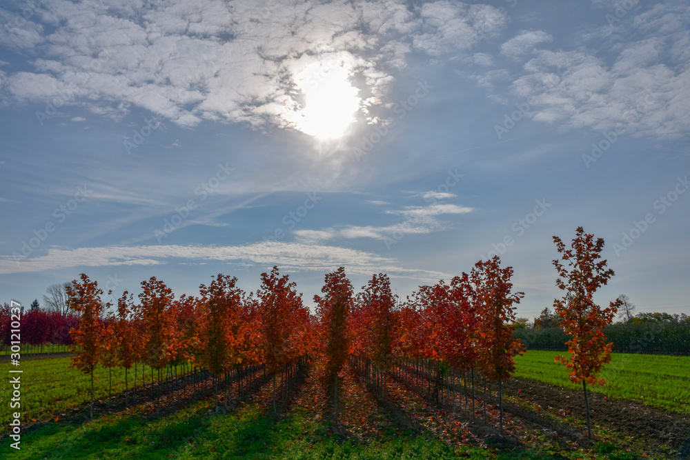 A maple tree farm creates a beautiful abstract autumn image.