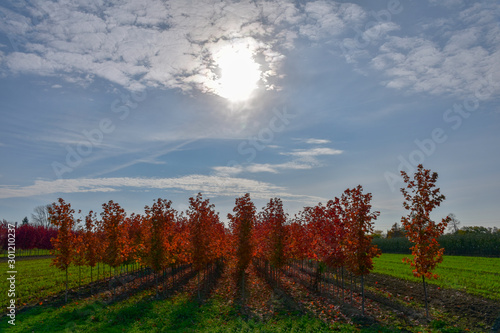 A maple tree farm creates a beautiful abstract autumn image.