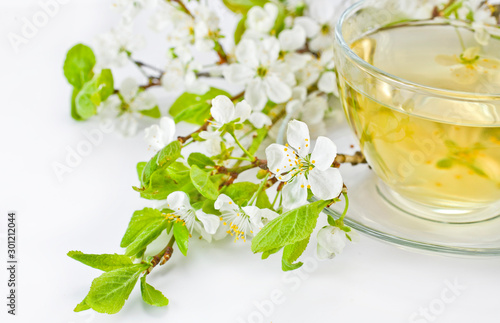 Green tea in a glass cup with the branches of blossoming apple tree on a white background.