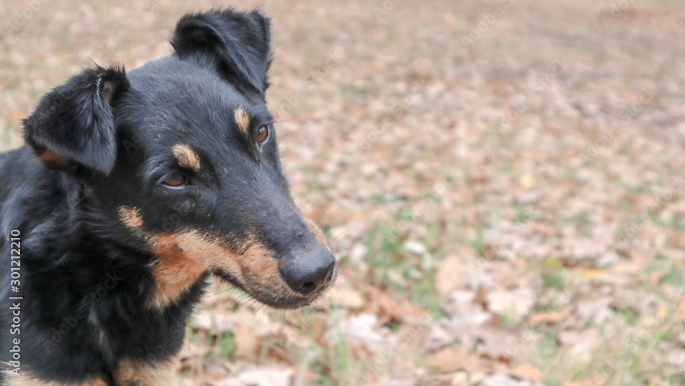 portrait of a dog