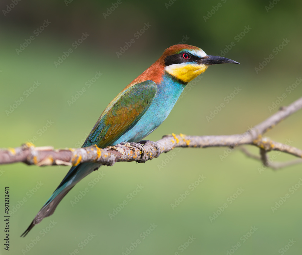 European Bee-Eater