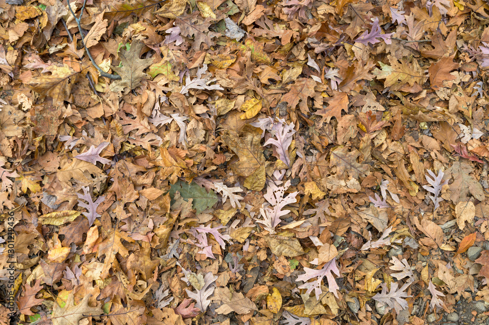 Forest ground covered with dried leaves and foliage in Upstate New York Forest ground covered with dried leaves and foliage in Upstate New York
