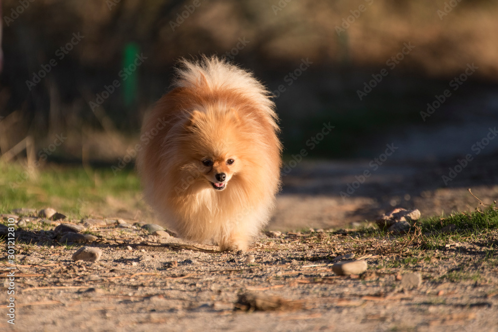 Pomeranian dog with long thick tan hair, running very fast