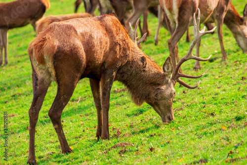 A stag feeds in a meadow with the herd around him