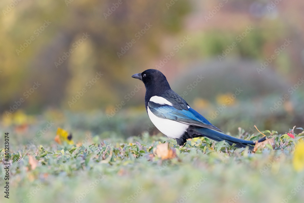 The  Eurasian Magpie on the grass with colorful background. Common Magpie or Pica pica. Place for text.