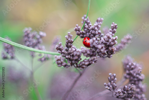 ladybug and purlple flowers photo