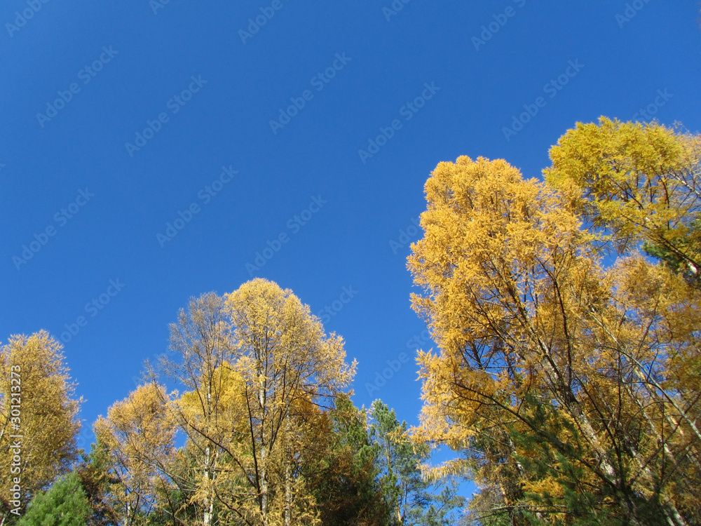 Autumn forest background. Yellow trees against the blue sky. The season of golden autumn. Colorful larch trees in the fall. View from the bottom up. Autumn forest background. Yellow trees against the blue sky. The season of golden autumn. Colorful larch trees in the fall. View from the bottom up.