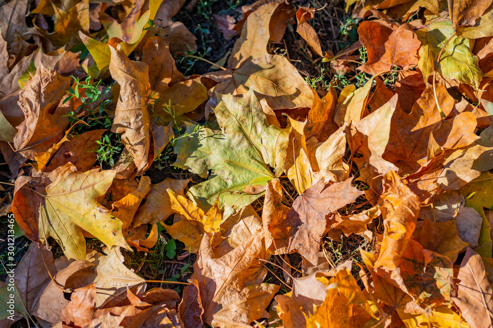 Colorful backround image of fallen autumn leaves perfect for seasonal use Colorful backround image of fallen autumn leaves perfect for seasonal use