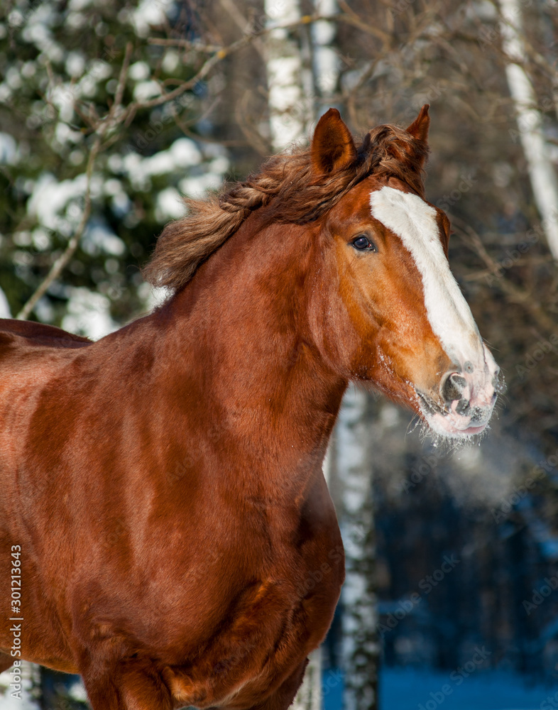 Beautiful draft horse winter portrait Beautiful draft horse winter portrait