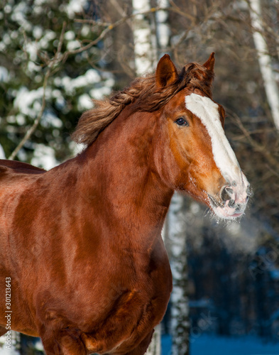 Beautiful draft horse winter portrait © Mari_art