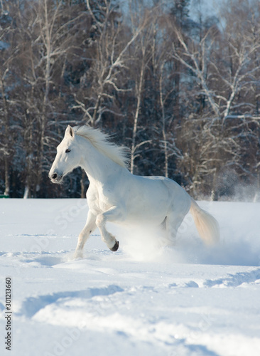 Beautiful white stallion © Mari_art