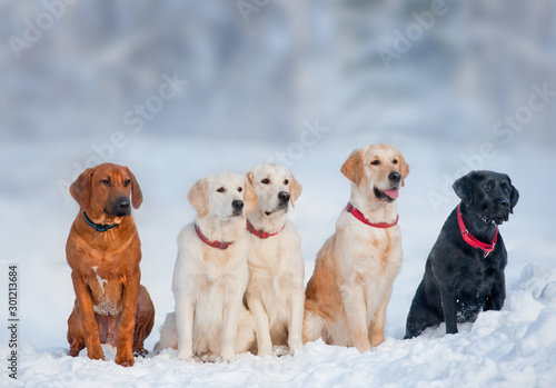 Purebred dogs posing in a g...