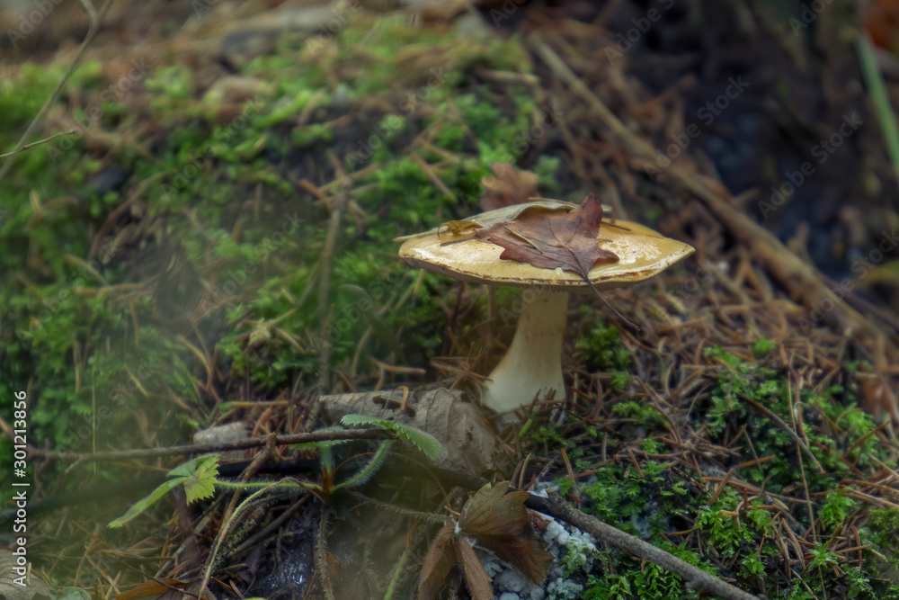 Fototapeta premium Mushrooms at their natural location in the forest