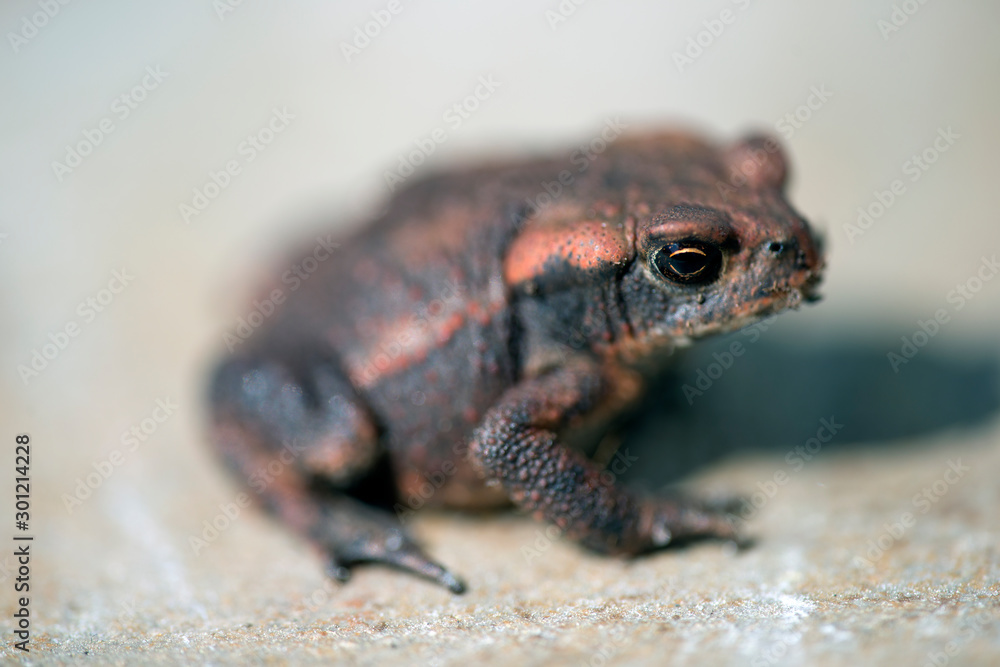 Obraz premium frog on rock