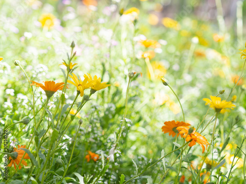 field of yellow and orange wild flowers and green grass