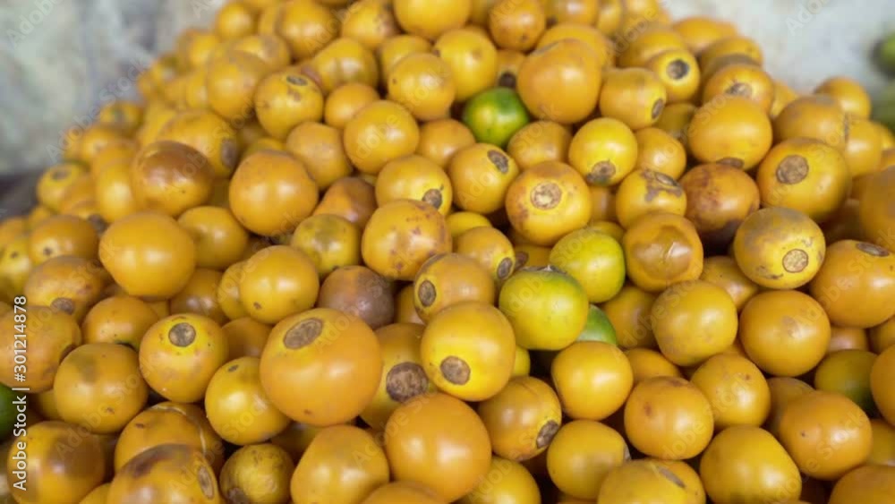 fresh orange fruit close up moving zoom to focus for fruit concept fresh orange fruit close up moving zoom to focus for fruit concept