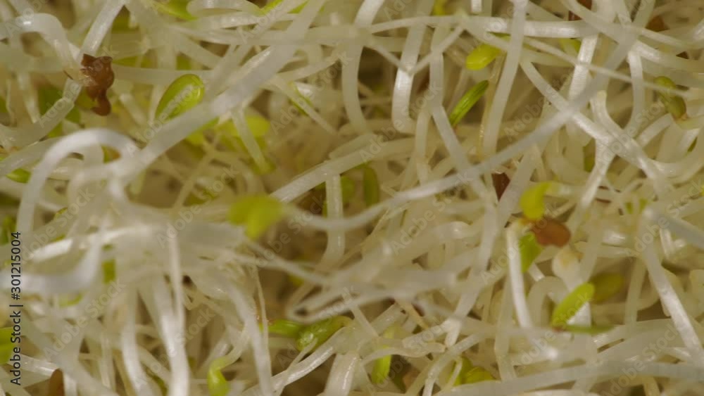 Close up of fresh raw alfalfa lucerne sprouts. Natural food background. Top view. Healthy diet superfood and clean very nutritious eating concept Close up of fresh raw alfalfa lucerne sprouts. Natural food background. Top view. Healthy diet superfood and clean very nutritious eating concept