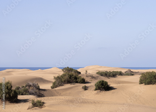 Sand dunes and bushes in Maspalomas desert, Spain