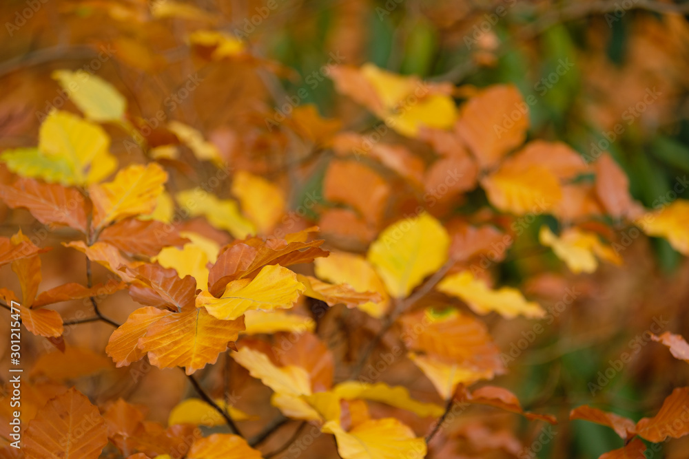 autumn leaves on ground