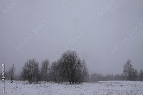Wallpaper Mural Beautiful winter landscape with trees in snow Torontodigital.ca