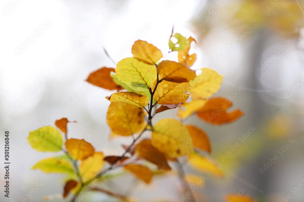 Herbst Blätter