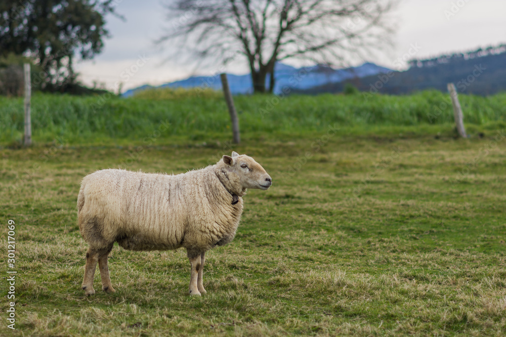 Fototapeta premium sheep grazing grass in the field