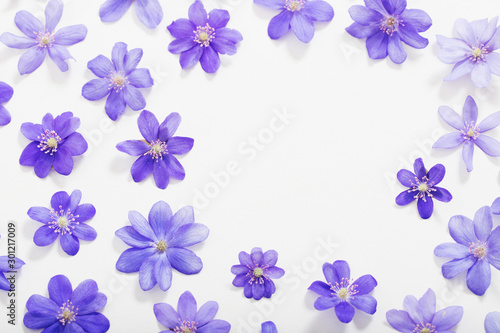 spring blue flowers on white background