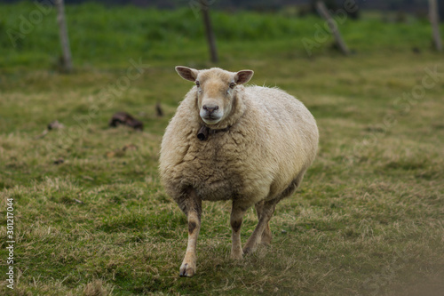 sheep grazing grass in the field
