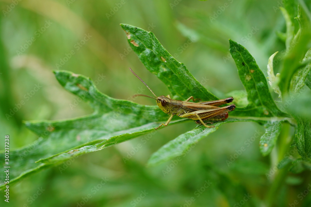 grasshopper on leaf grasshopper on leaf
