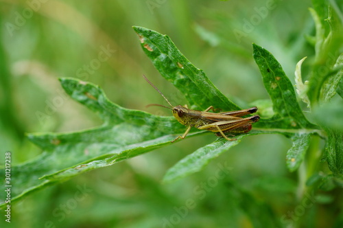 grasshopper on leaf © Станислав 