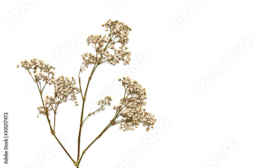 Dry lush sprigs of gypsophila on a white background