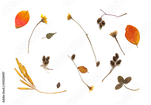 Colorful dried flowers, leaves, clover, aspen buds on a white background.