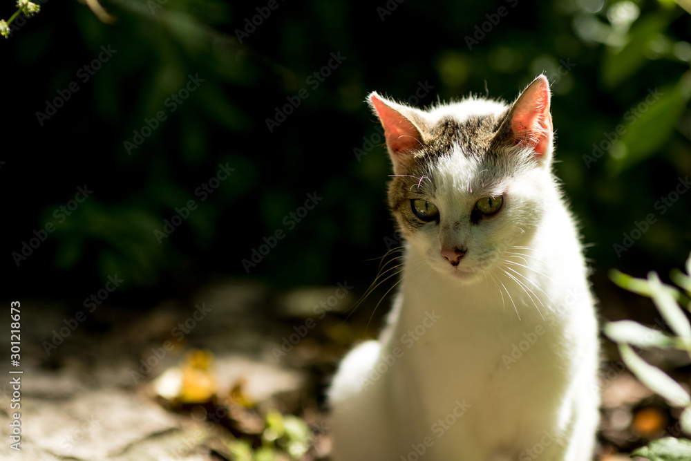 Obraz premium White stray cat looking down low key nature half-body portrait with blurred dark green forest background